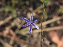 Dianella rara