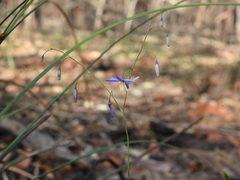 Dianella rara