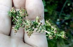 Erica arenaria