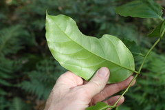 Pennantia cunninghamii