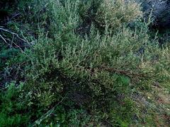 Erica arenaria