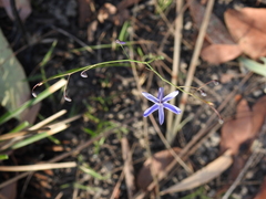 Dianella rara