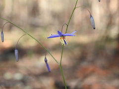 Dianella rara