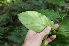 Pennantia cunninghamii