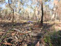 Dianella rara