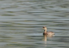 Tachybaptus ruficollis