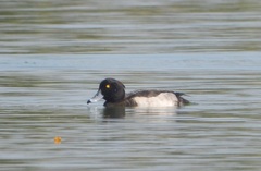 Aythya fuligula