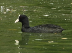 Fulica atra