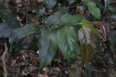 Cryptocarya erythroxylon