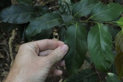 Cryptocarya erythroxylon
