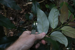 Cryptocarya erythroxylon