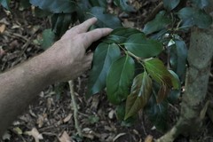 Cryptocarya erythroxylon