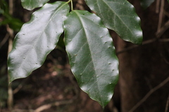 Pennantia cunninghamii