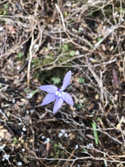Glossodia