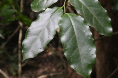 Pennantia cunninghamii