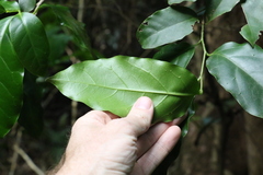 Pennantia cunninghamii