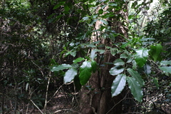 Pennantia cunninghamii