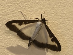 Cydalima perspectalis