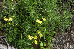 Senecio spanomerus