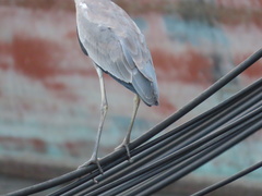 Ardea cinerea