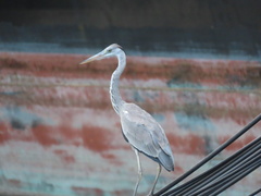 Ardea cinerea