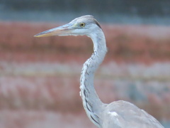 Ardea cinerea