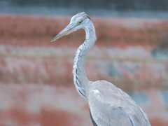 Ardea cinerea