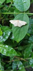 Lepidoptera