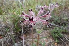 Pelargonium pilosellifolium