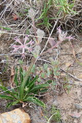 Pelargonium pilosellifolium