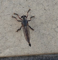 Dolopus simulans