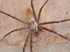 Euprosthenops australis