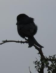 Dicrurus adsimilis fugax