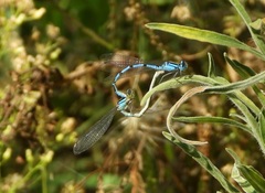 Enallagma cyathigerum