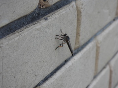 Dolopus simulans