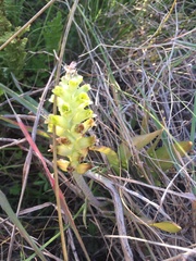 Lachenalia longibracteata