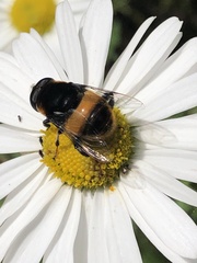 Phytomia