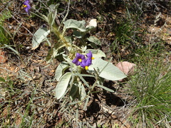 Solanum quadriloculatum