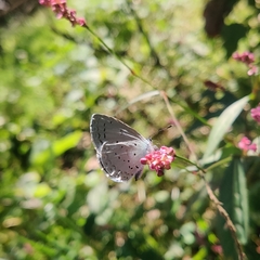 Celastrina argiolus