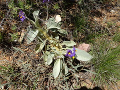 Solanum quadriloculatum