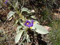 Solanum quadriloculatum