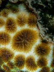 Leptastrea purpurea
