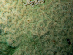 Psammocora nierstraszi