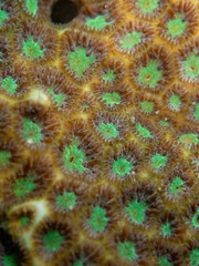 Leptastrea transversa