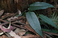 Parsonsia rotata