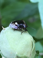 Menida