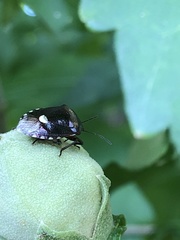 Menida