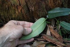 Parsonsia rotata
