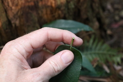 Parsonsia rotata