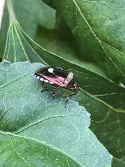 Menida
